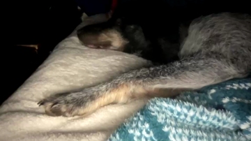 Sabbath420  08-07-2021 video DIDN